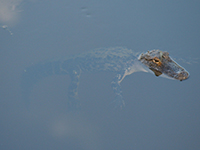 gator_in-canal