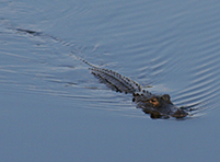 Gator