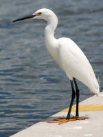 Egret