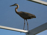 Great Heron