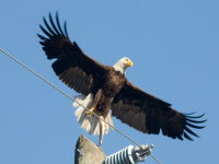 bald_eagle