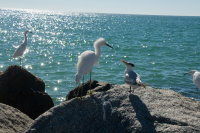 egret