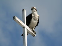 Osprey