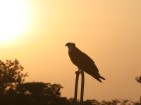 osprey