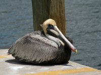 Pelican