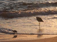 sandpipers