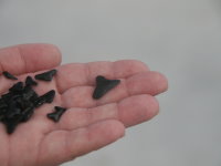 shark_teeth