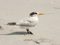 tern