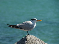 tern